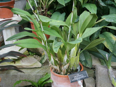 Laelia undulata
