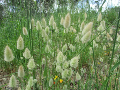 Lagurus ovatus