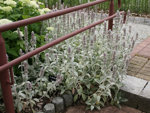 Stachys bysantina