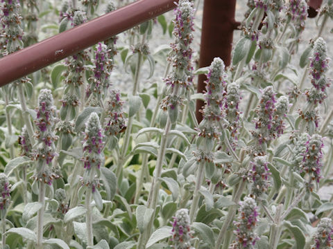 Stachys bysantina