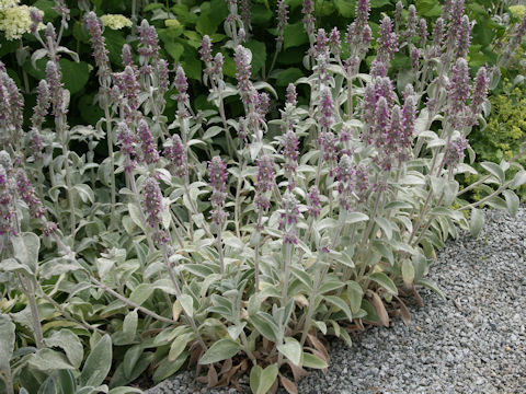 Stachys bysantina