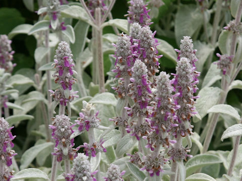 Stachys bysantina