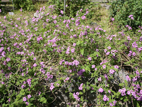 Lantana montevidensis