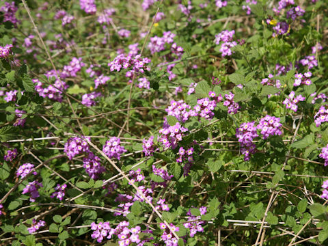 Lantana montevidensis