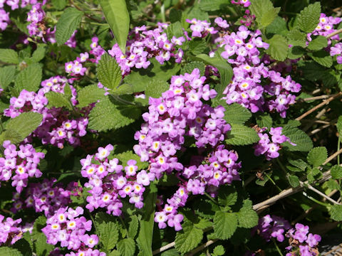 Lantana montevidensis