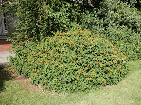 Lantana camara