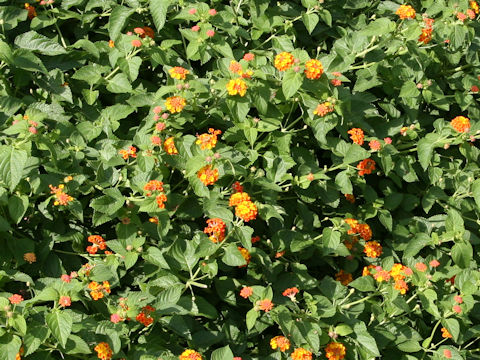 Lantana camara