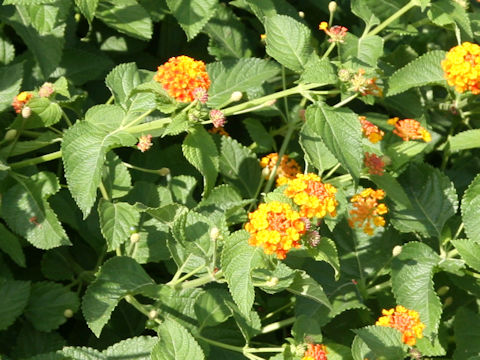 Lantana camara