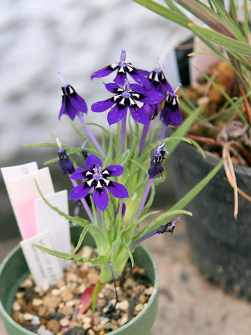 Lapeirousia oreogena