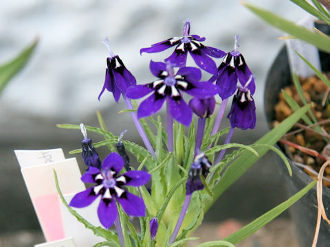 Lapeirousia oreogena