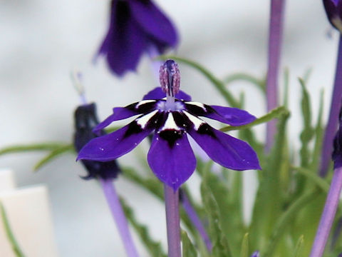 Lapeirousia oreogena