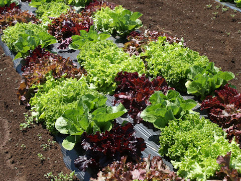 Lactuca sativa cv. Garden Lettuce Mixed