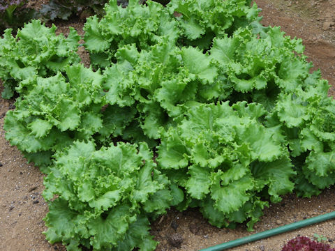 Lactuca sativa cv. Paris Green