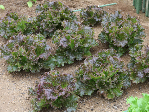 Lactuca sativa cv. Paris Red