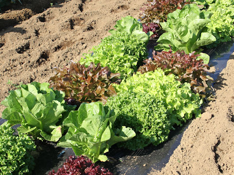 Lactuca sativa cv. Garden Lettuce Mixed