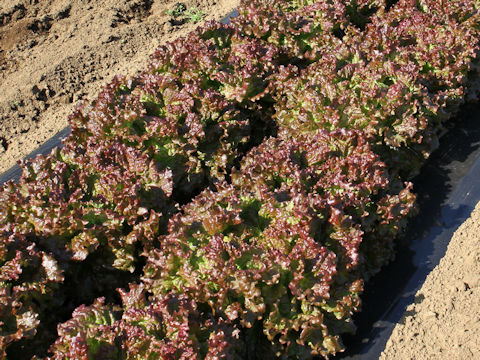 Lactuca sativa cv.