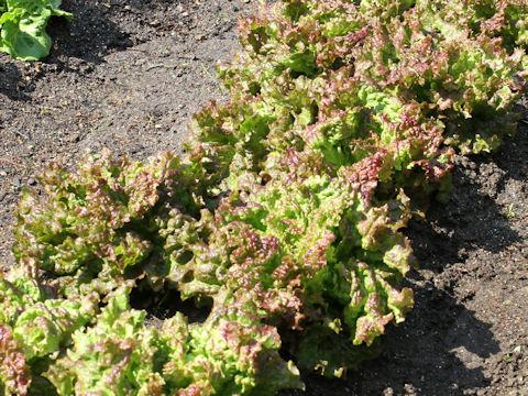 Lactuca sativa cv.