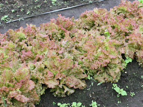 Lactuca sativa cv. Sun Bright