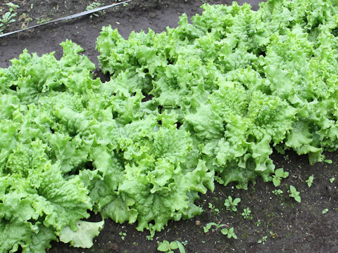 Lactuca sativa cv. Fancy Green