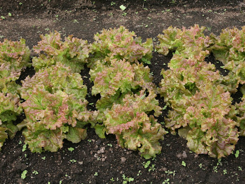 Lactuca sativa cv. Hot Red