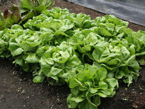 Lactuca sativa cv. Okayama Salad