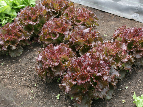 Lactuca sativa cv. Red Genta