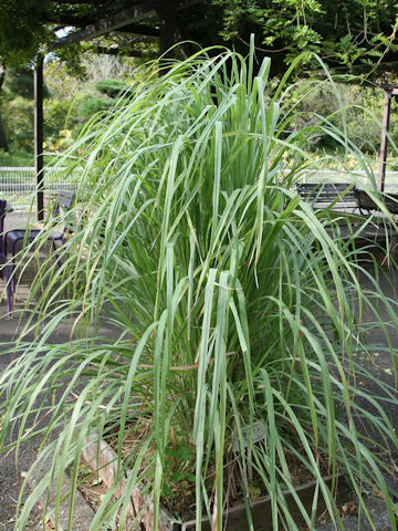 Cymbopogon citratus