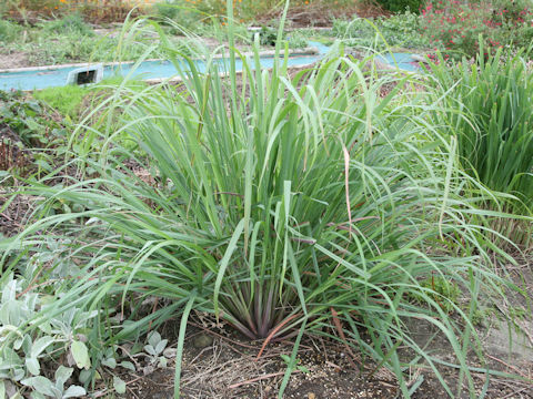 Cymbopogon citratus