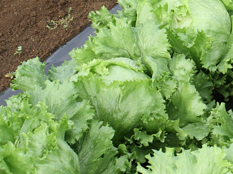 Lactuca sativa var. capitata cv. Judy