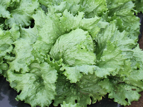 Lactuca sativa var. capitata cv. Mama Lettuce