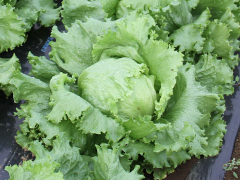 Lactuca sativa var. capitata cv. Melbourne MT