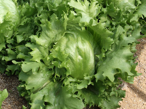 Lactuca sativa var. capitata cv. Judy