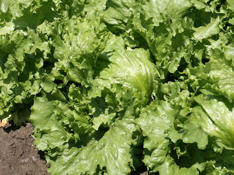 Lactuca sativa var. capitata cv. Colorado