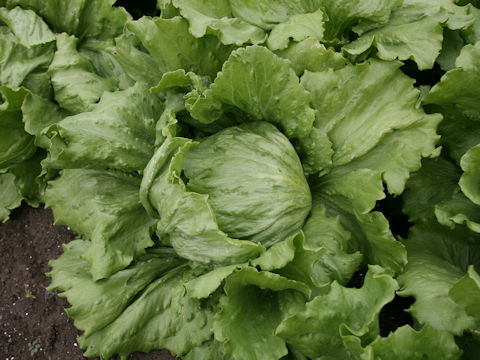 Lactuca sativa var. capitata cv. Legacy