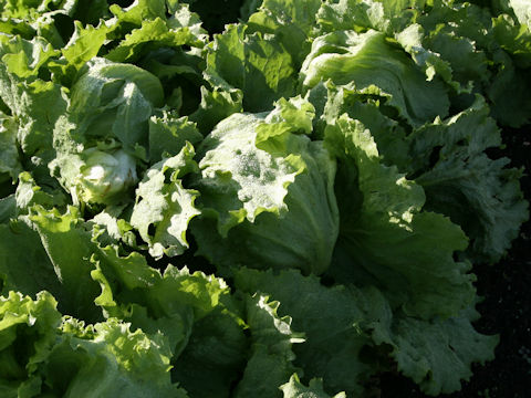 Lactuca sativa var. capitata cv. Berkeley