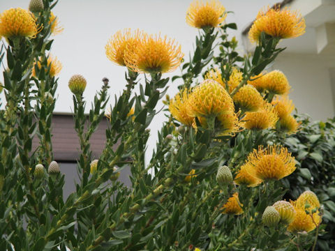 Leucospermum cordifolium cv. Carnival Yellow