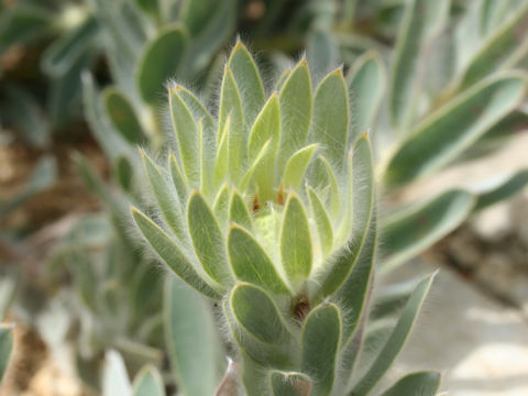 Leucadendron nervosum