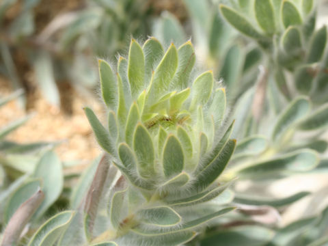 Leucadendron nervosum