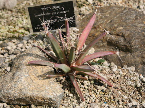 Leuchtenbergia principis