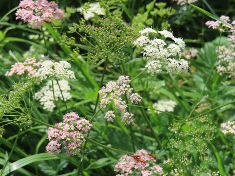 Ligusticum mutellina