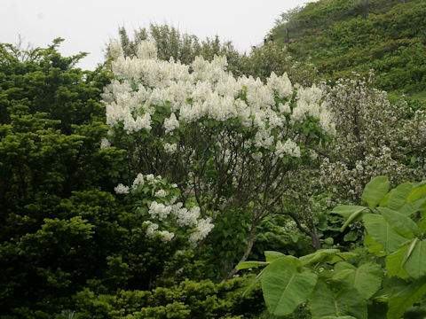 Syringa vulgaris