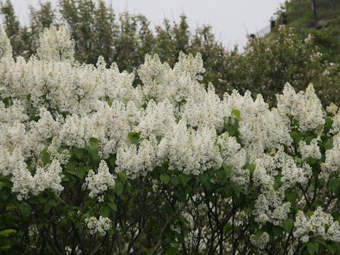 Syringa vulgaris
