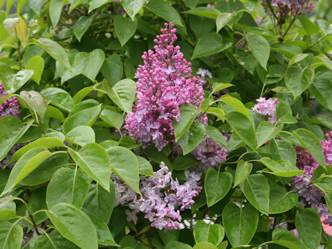 Syringa vulgaris