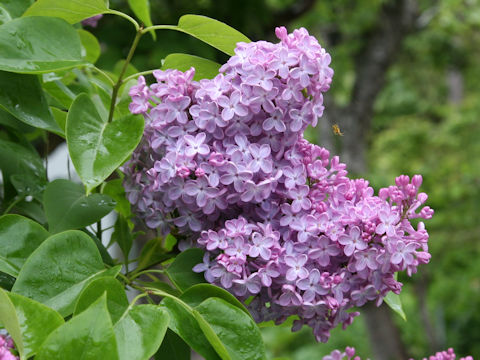 Syringa vulgaris