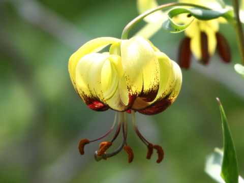 Lilium primulinum var. burmanicum
