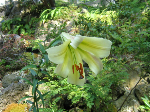 Lilium sargentiae