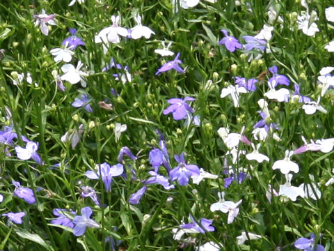Lobelia erinus cv. Cascade