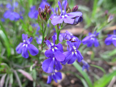 Lobelia erinus