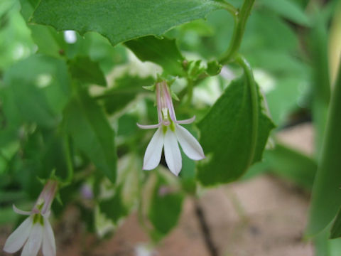 Lobelia purpurascens