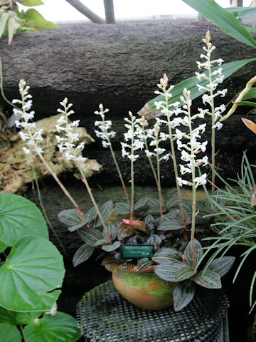 Ludisia discolor